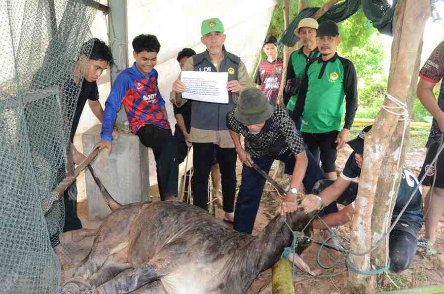 Pondok Pesantren Abdul Dhohir Laksanakan Kurban 1 Ekor Sapi pada Idul Adha 1447 H